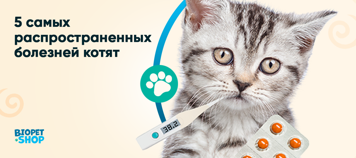Непривычно тихо: как понять, что котенок заболел
