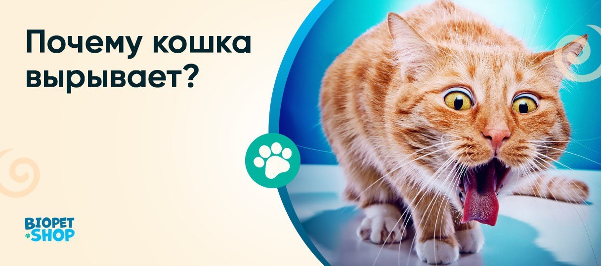 Почему кошка вырывает?