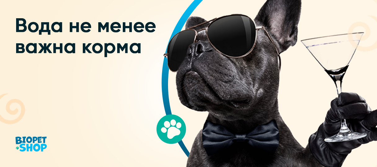 Чем и как правильно поить кошек и собак?