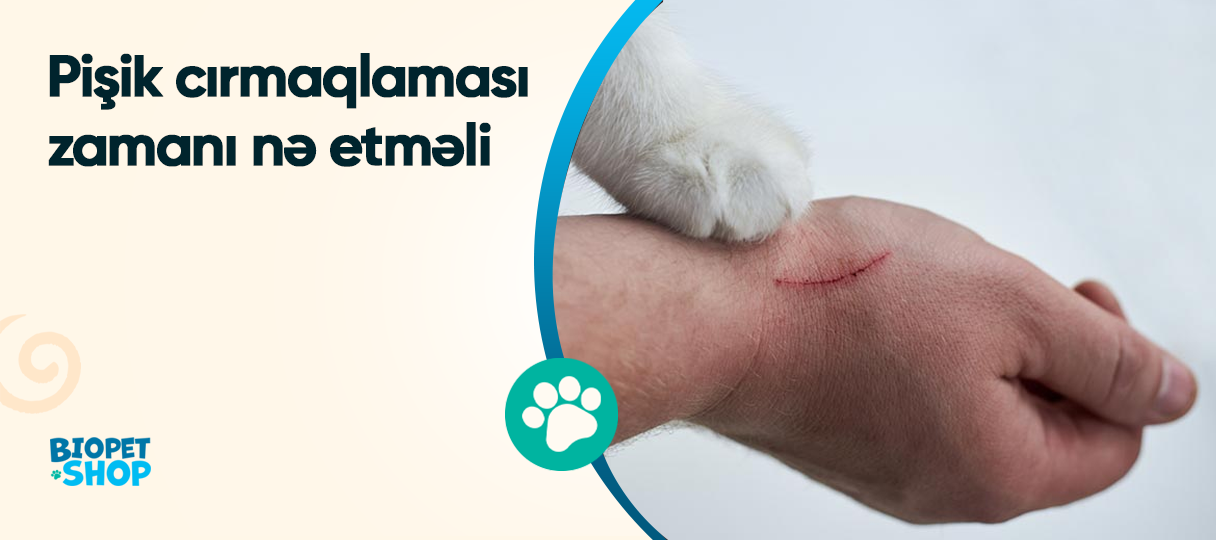 Pişik cırmaqlaması zamanı nə etməli? | Biopet.az | Biopet.az
